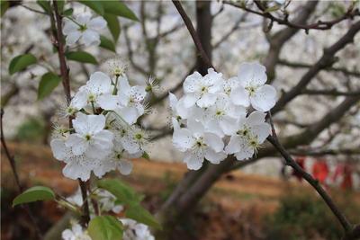 春赏梨花秋尝梨！个旧加级寨万亩梨花美如画