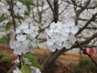 春赏梨花秋尝梨！个旧加级寨万亩梨花美如画