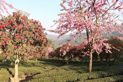 【美丽大理】春有约，花不误！无量山樱花谷“樱”你而开