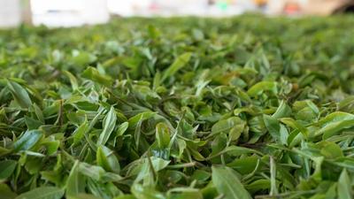 春茶开采正当时 看勐海贺开“千年古茶”如何保“今朝生机”