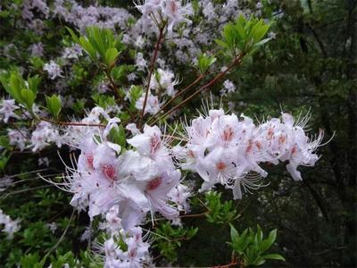 怒江赏花攻略来了！赶紧收藏