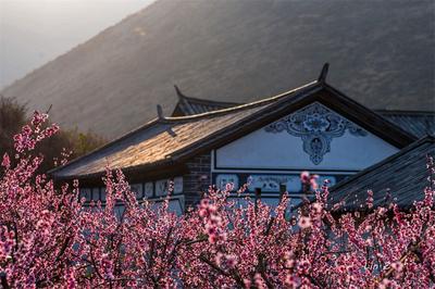 【美丽大理】桃花烂漫！等你问花洱海源