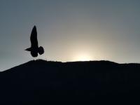 【图集 | 一别又一年 再在昆明看看红嘴鸥吧】