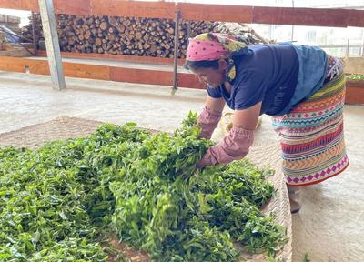 春茶开采正当时 看勐海贺开“千年古茶”如何保“今朝生机”