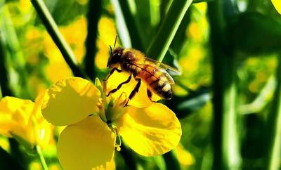 油菜花开正当时，七彩云南邀您共赴一场春意阑珊的视觉盛宴