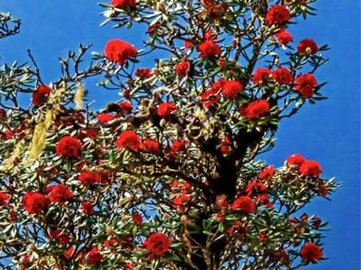 【中国最美乡愁带】38张绝美壁纸！一键收藏大理的春天