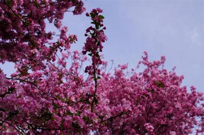 楚雄牟定：海棠花开醉春风