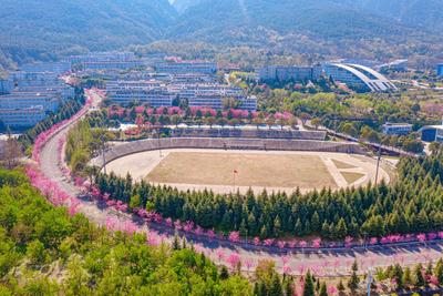 【中国最佳爱情表白地】见一面吧！就在樱花盛放的大理！