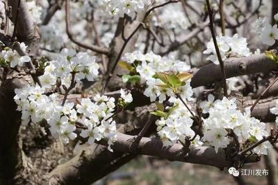 玉溪：春光美如斯 赏花正当时