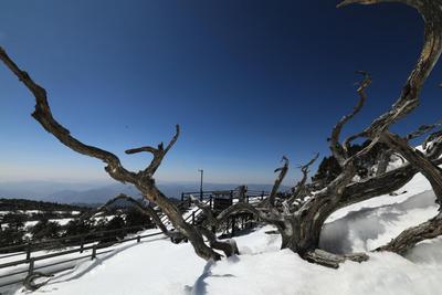 阳春三月  共赏轿子山“冻”人景致