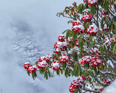 清明假期去哪玩？轿子山景区邀您打卡杜鹃花