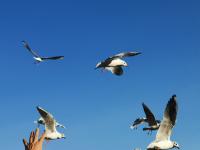 【图集 | 一别又一年 再在昆明看看红嘴鸥吧】