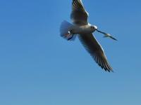 【图集 | 一别又一年 再在昆明看看红嘴鸥吧】