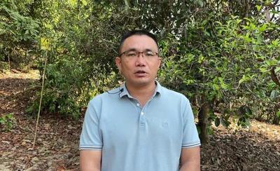 春茶开采正当时 看勐海贺开“千年古茶”如何保“今朝生机”