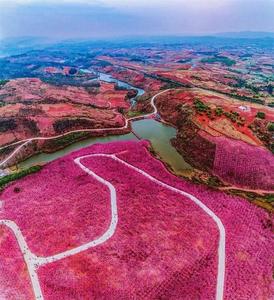 云游丨妇女节到云南来一场“女神”与鲜花的碰撞吧！