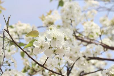 春天遇见加级寨  撒下一个纯白世界