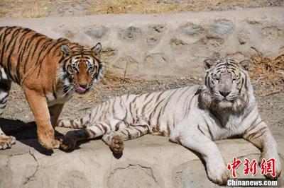 西藏曲水动物园举行“虎年看虎”活动