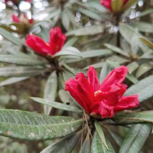 人间三月芳菲始 保山龙陵马缨花开映山红