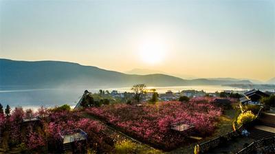 【美丽大理】桃花烂漫！等你问花洱海源
