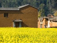 图集 | 乌龙渔村风光正好 油菜花开引人入胜