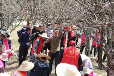 大理祥云县东山乡：高扬红色党旗 悉心保护百年古梅林
