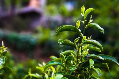 就爱去云南 | 老姆登茶园：寻茶正当时！