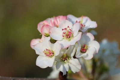 【美丽大理】随着缕缕春风 看树树梨花开