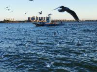 【图集 | 一别又一年 再在昆明看看红嘴鸥吧】