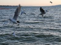 【图集 | 一别又一年 再在昆明看看红嘴鸥吧】