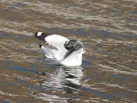 【图集 | 一别又一年 再在昆明看看红嘴鸥吧】