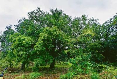 玉溪元江：雨后果林 只此青绿