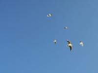 【图集 | 一别又一年 再在昆明看看红嘴鸥吧】