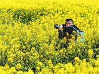 图集 | 乌龙渔村风光正好 油菜花开引人入胜