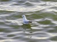 【图集 | 一别又一年 再在昆明看看红嘴鸥吧】