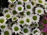 【图集 | “女神节” 到岔街花市 选束花送给女神】