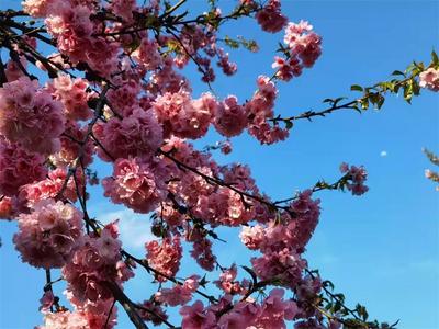 【美丽大理】春有约，花不误！无量山樱花谷“樱”你而开