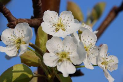 【美丽大理】随着缕缕春风 看树树梨花开