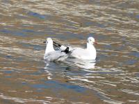 【图集 | 一别又一年 再在昆明看看红嘴鸥吧】