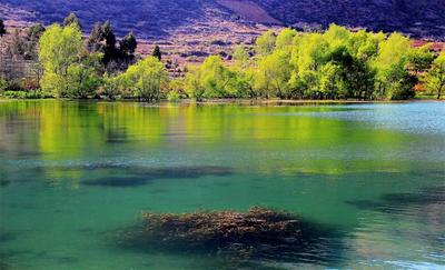 【有一种生活叫大理】直播预告！问花洱海源之花香茈碧