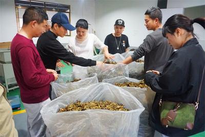 做好茶叶的“心上仁”！普洱景谷深入开展非遗项目田野调查工作