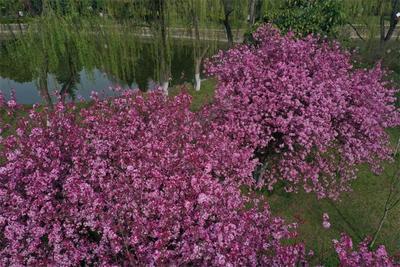 楚雄牟定：海棠花开醉春风