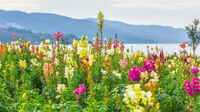 金鱼草花海绽放，来华侨城阳宗海踏青赏花  