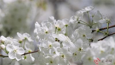 早安云南 | 玉树琼葩堆香雪 个旧梨花谷惊艳了整个春天