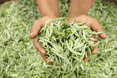 【美丽大理】只此青绿一枝春，且看无量采茶时