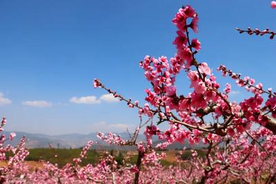 弥渡雾本的桃花开啦！快来这里沾沾“桃花运”