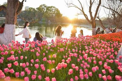 云游丨妇女节到云南来一场“女神”与鲜花的碰撞吧！