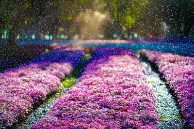 【美丽大理】8组色卡 心动在大理的春天