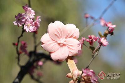 早安云南｜不负春光不负卿 “圆通樱潮”惹人醉