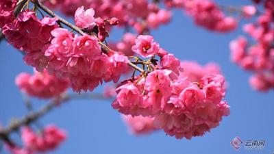 早安云南 | 山花烂漫春意浓 赴新平磨盘山赏一场花的盛宴