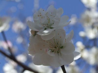 就爱去云南 | 昆明郊野公园桃花盛放 邀您赏春色